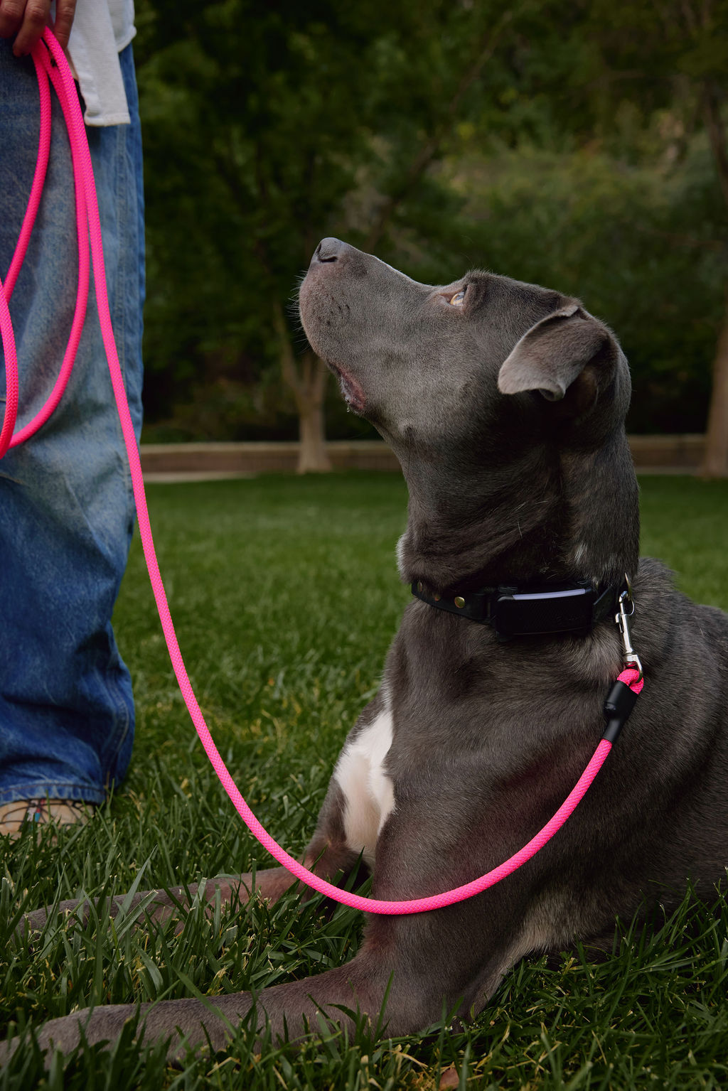 The DUNEY Hands-Free Leashes