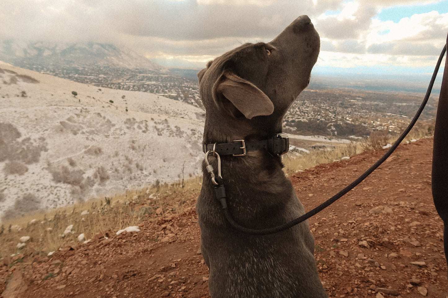 The DUNEY Leash