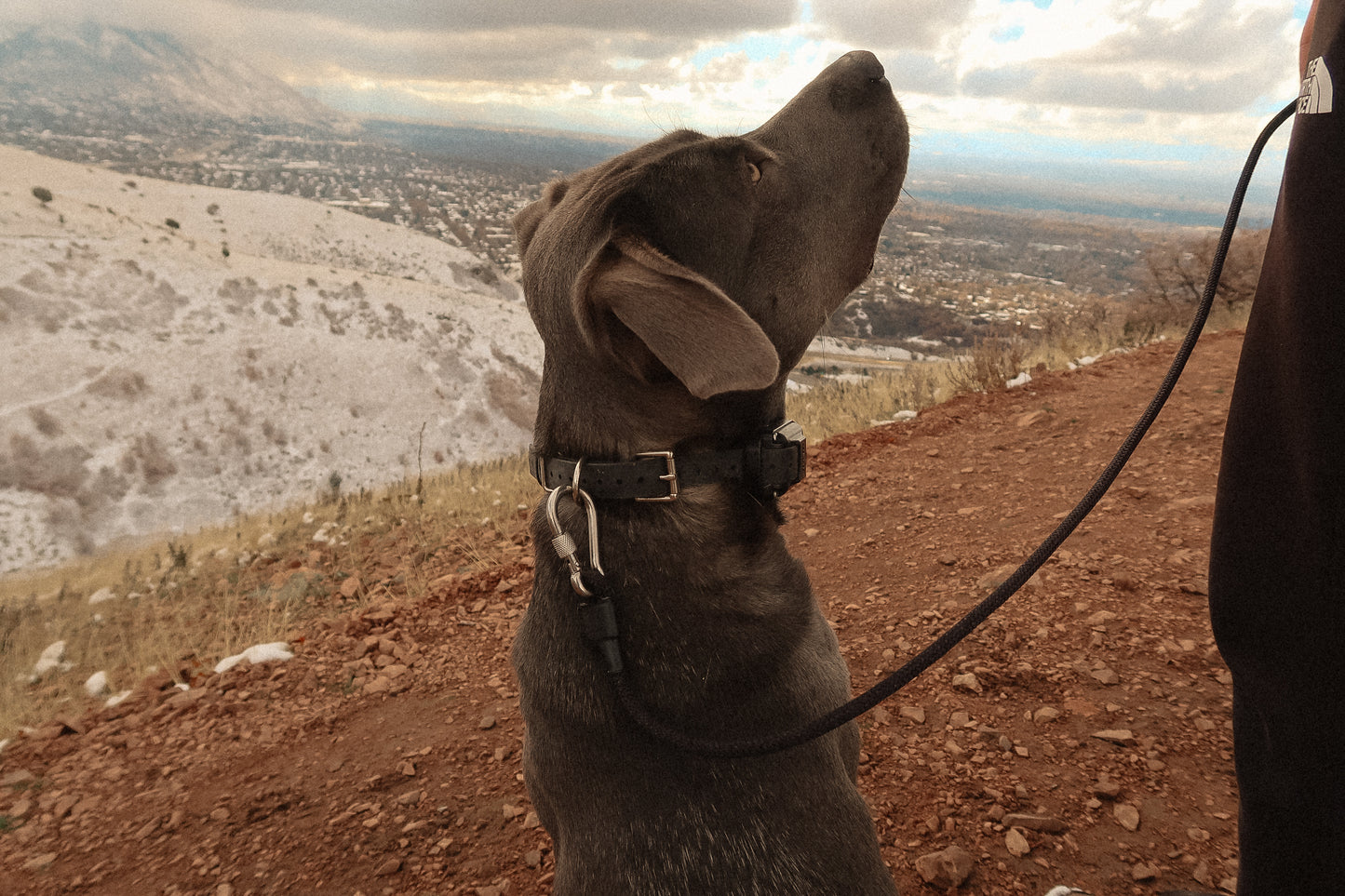 The DUNEY Long Leash