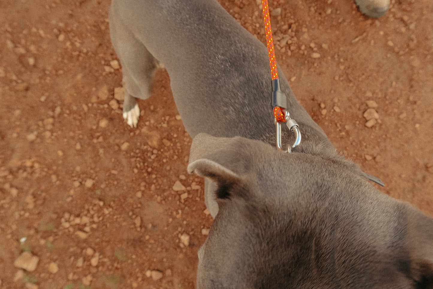 The DUNEY Leash