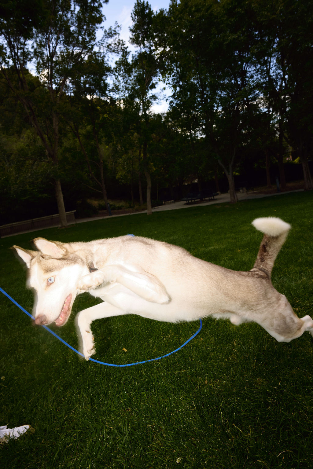 The DUNEY Hands-Free Leashes