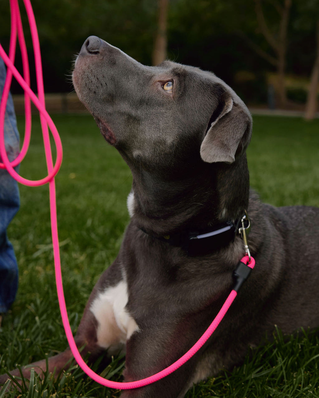 The DUNEY Hands-Free Leashes