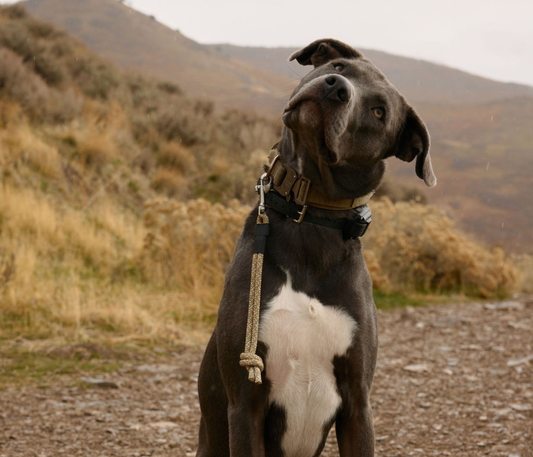 The DUNEY Knotted Grab Tabs